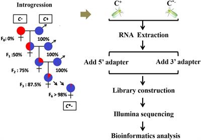 Genome-Wide Profiling of Cardinium-Responsive MicroRNAs in the Exotic Whitefly, Bemisia tabaci (Gennadius) Biotype Q